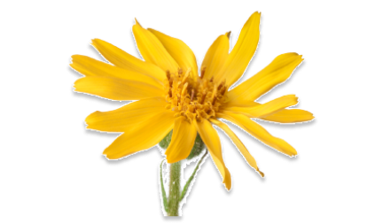 ARNICA MONTANA